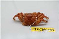 藏品(美麗斜紋蟹)的圖片